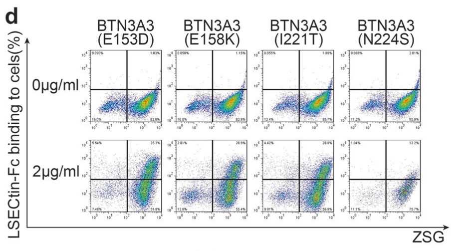 Binding of LSECtin-Fc recombinant protein to HEK293 cells.jpg
